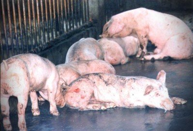 b918b42023f72395c75c2fc1caa11f5a.jpeg b918b42023f72395c75c2fc1caa11f5a.jpeg