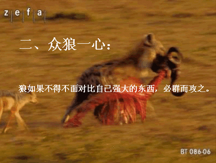狼的原则2.gif