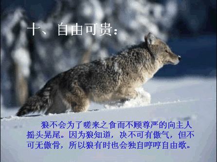狼的原则10.gif