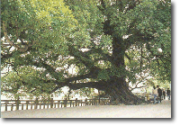 !!五 百 年 榕 树.gif