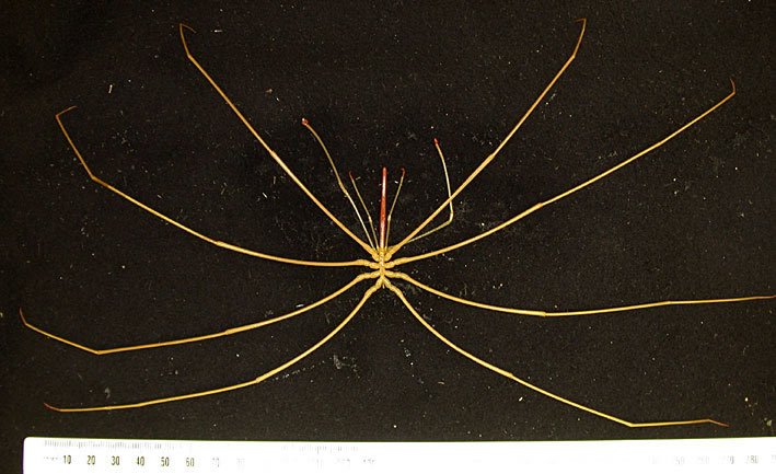 seaspiderMN.jpg